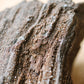 Conifer 'Timeless Roots' Sparkling Wood