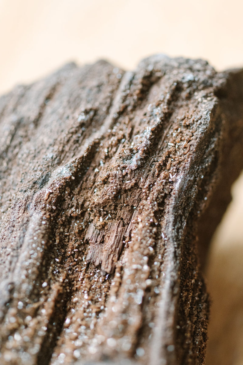 Conifer 'Timeless Roots' Sparkling Wood